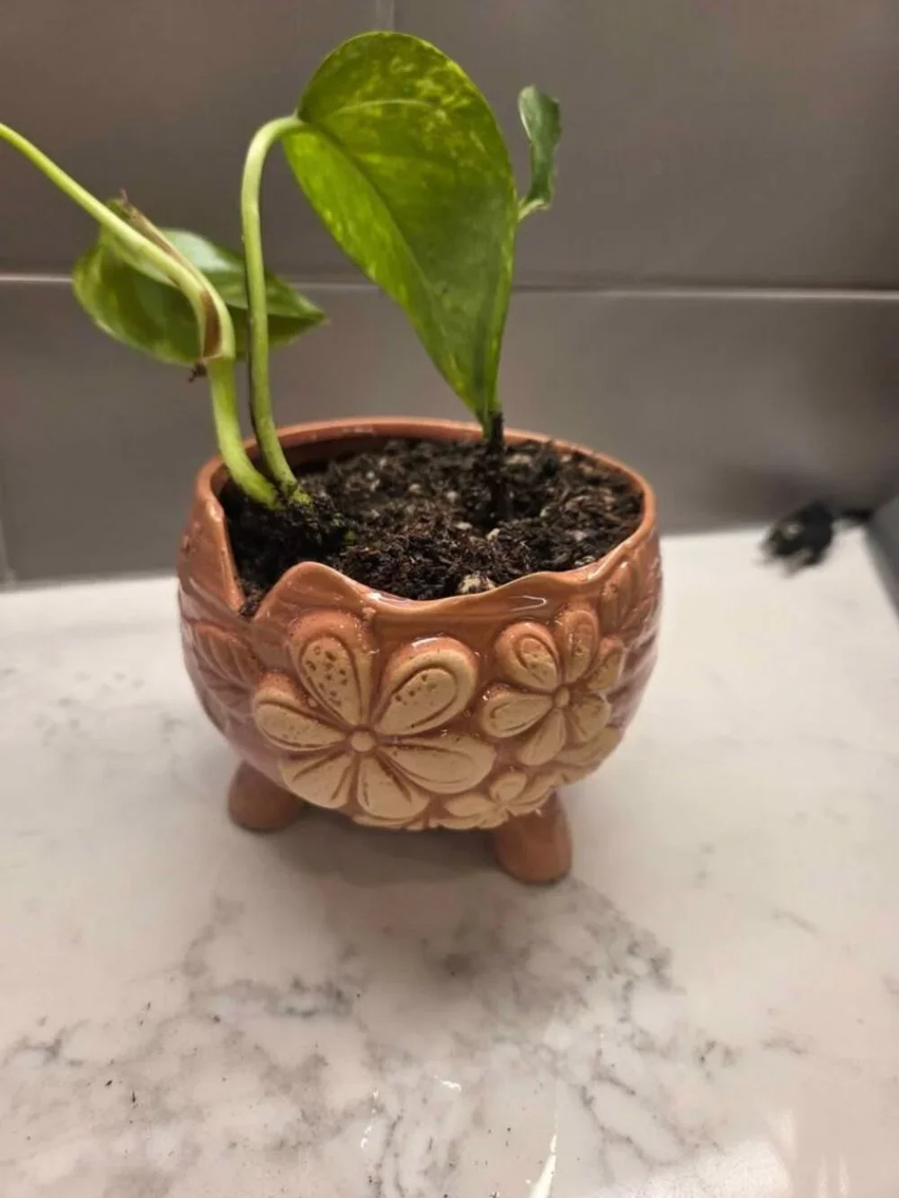 Pottery peice pink color plant pot with gold pothos